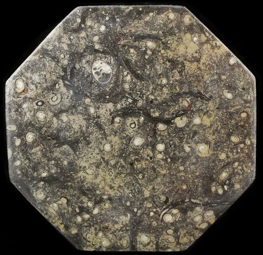 Octagon Shaped Tray/Platter with Orthoceras & Goniatite Fossils #53102